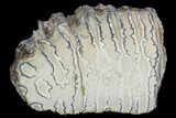 Polished Mammoth Molar Section - South Carolina #125525-1